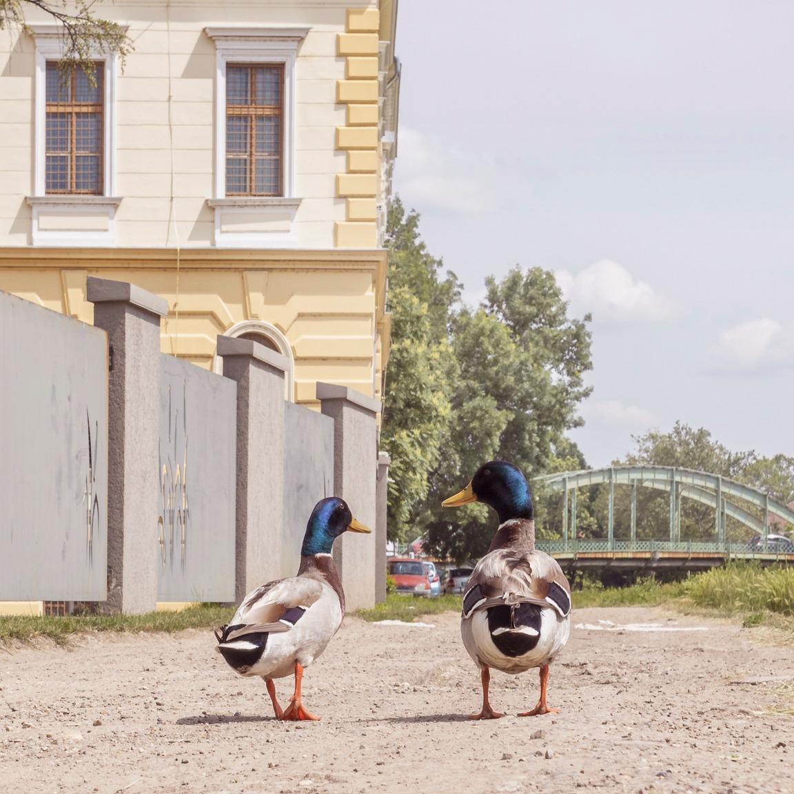 Slika za Begejska petlja – Mesto gde reka ljubi grad