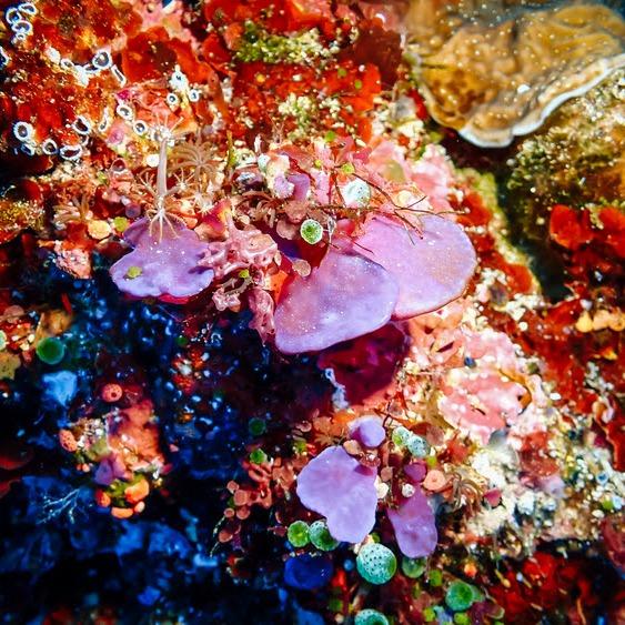 Slika za 50 + 5: Sanja Pešić