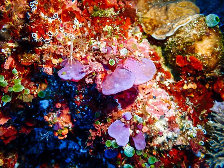 Slika za 50 + 5: Sanja Pešić