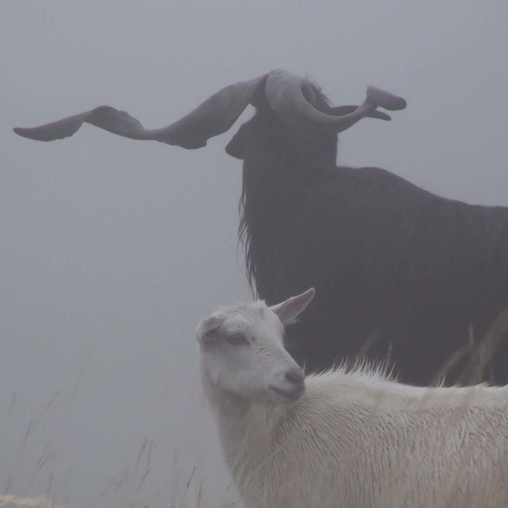 Slika za Usporavanje: Radmila Lizdek