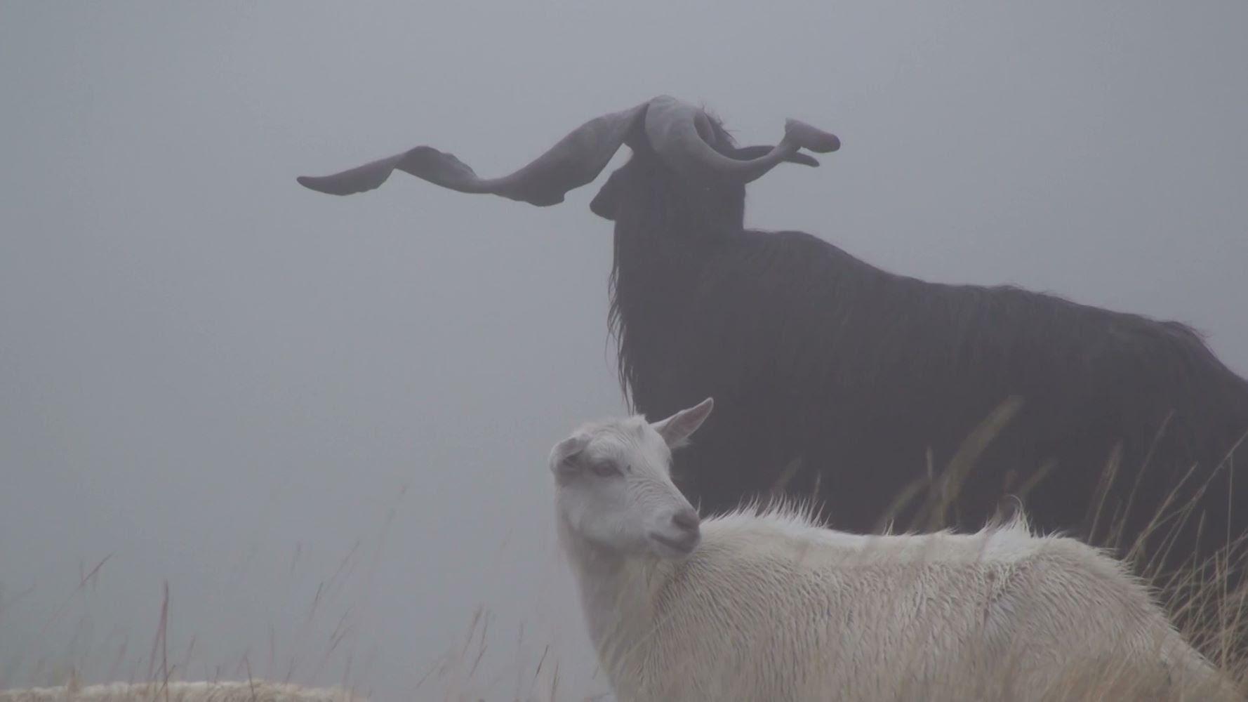 Slika za Usporavanje: Radmila Lizdek