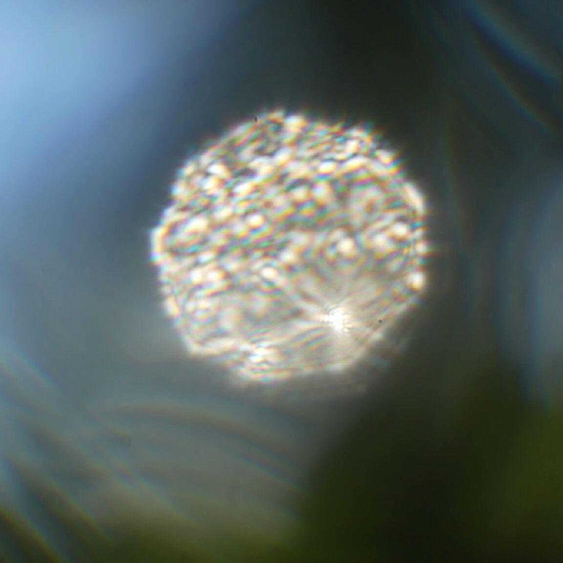 U potrazi za Ljudorahom: Ivana Papić